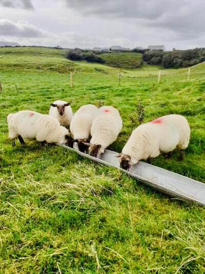 The Snuggly Sheep Shepherd Hut Farm Stay Ballyshannon Eksteriør billede